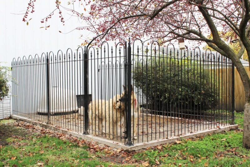 What type of iron fence is best for my dog?