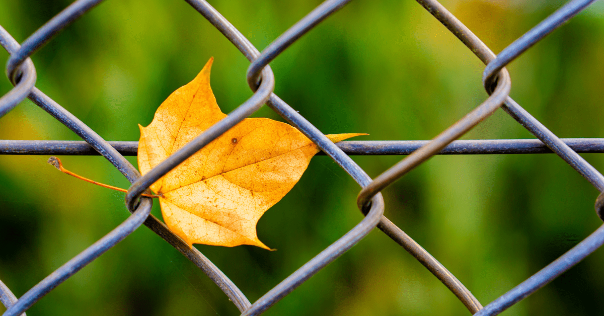 seasonal care for chain link fences